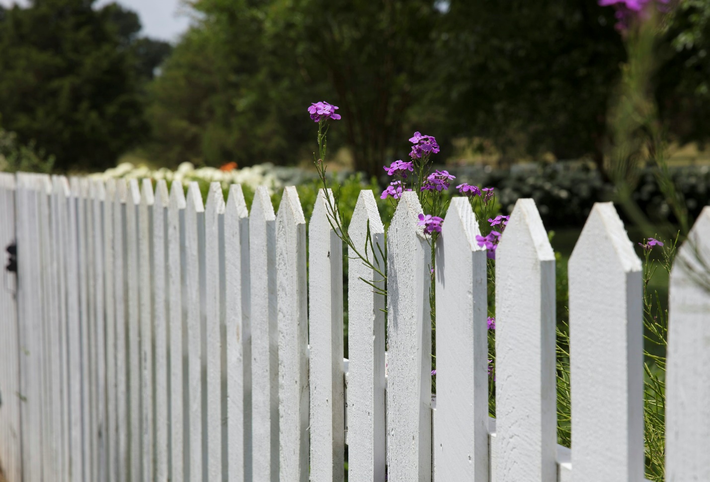 Colorful garden flowers growing behind a wooden fence showcasing natural beauty and warmth.
