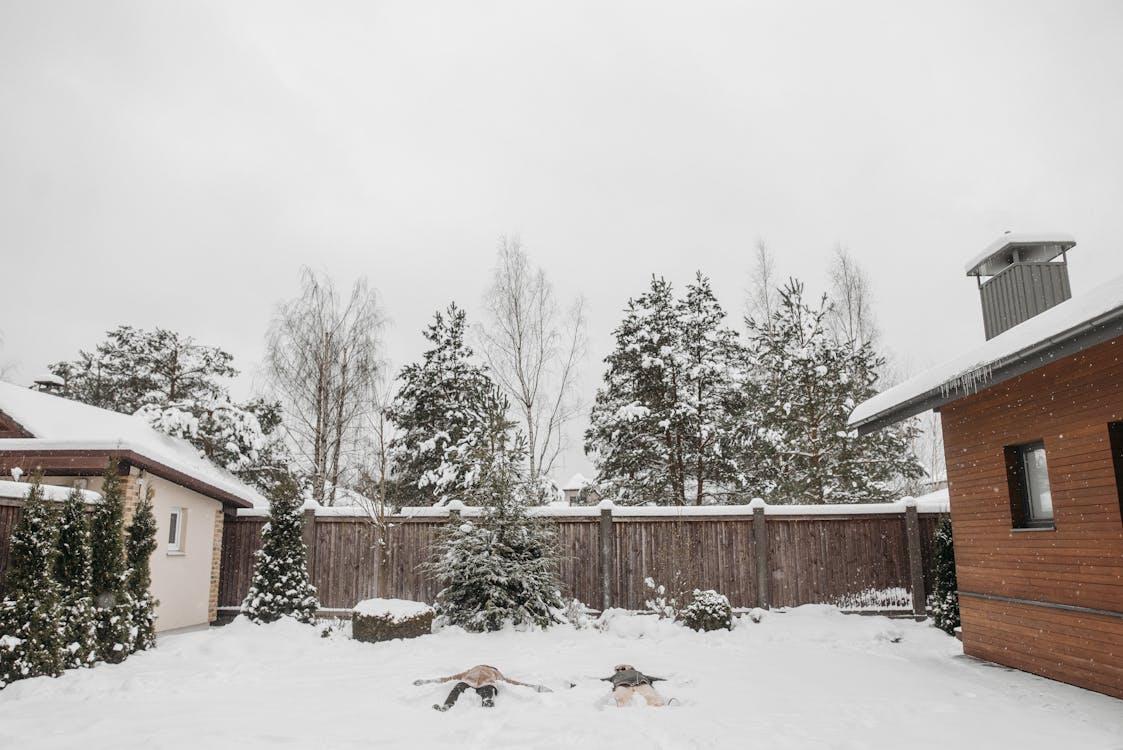 Snow-covered trees in a quiet winter forest landscape