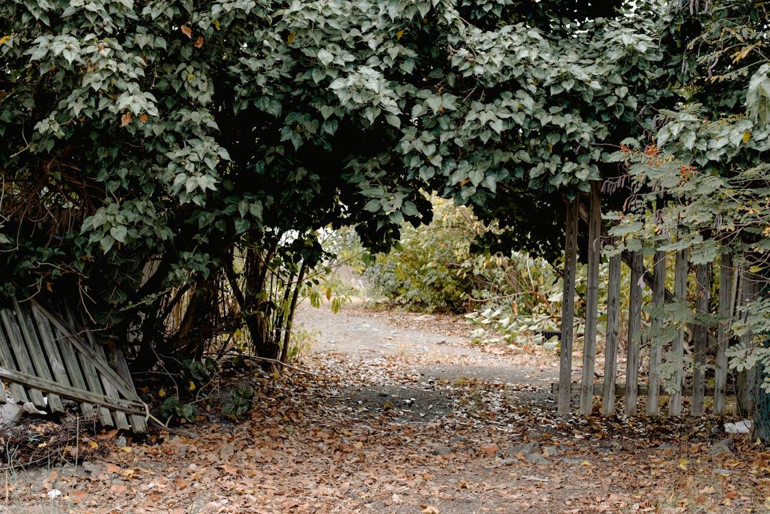 Wooden fence beneath lush green trees on a sunny day
