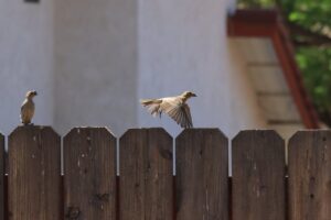 Small birds perched and flying over a classic wooden privacy fence in a Winslow Township backyard.