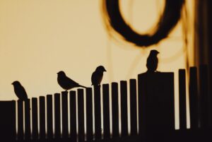 Birds sitting on a fence