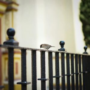 A bird sitting on a metal fence